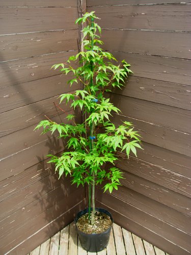 Amazon | オオサカヅキ ～真紅の紅葉は絶品 | 植木